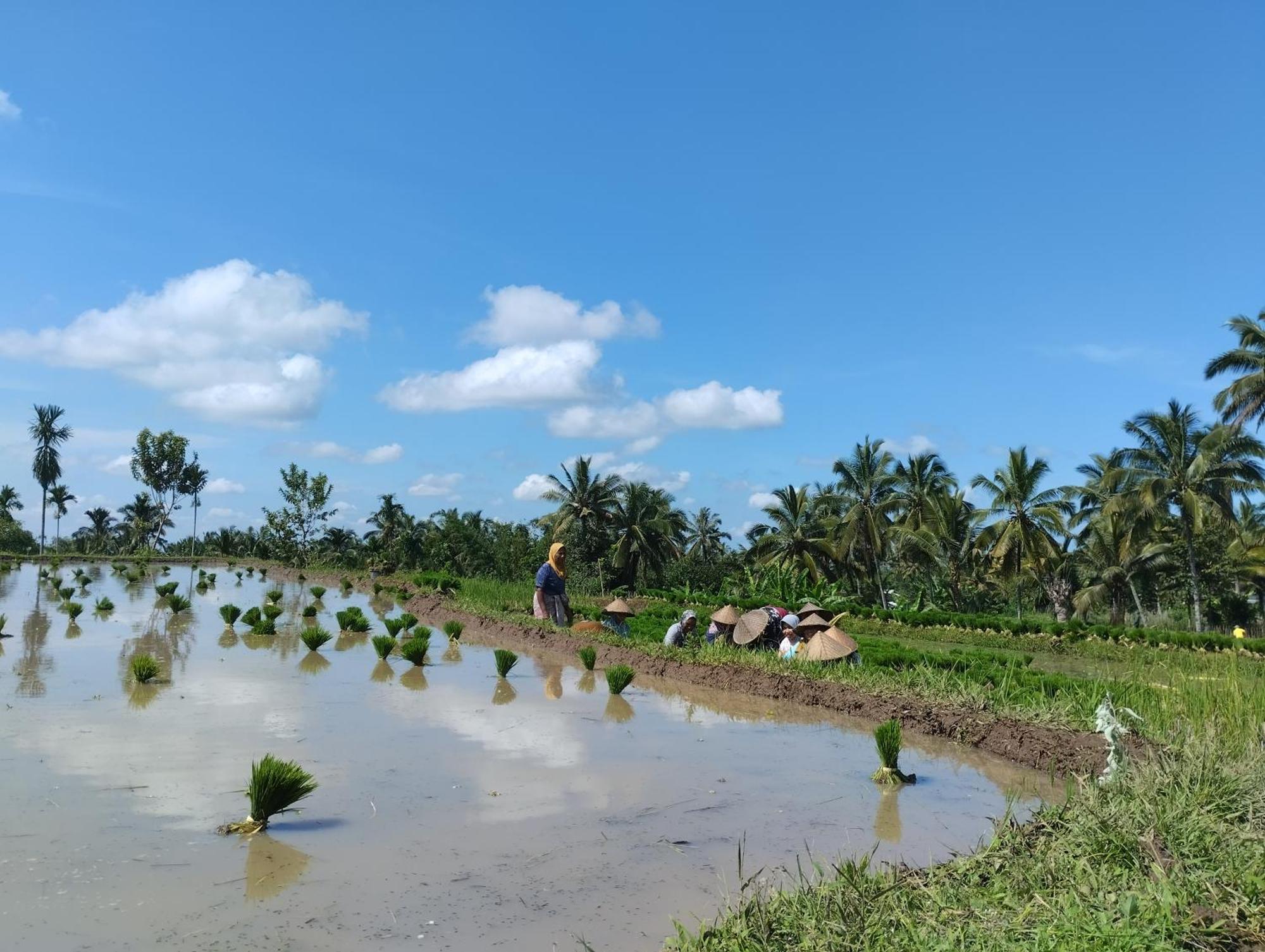 Rice Field Inn - Lombok Tetebatu Exteriér fotografie