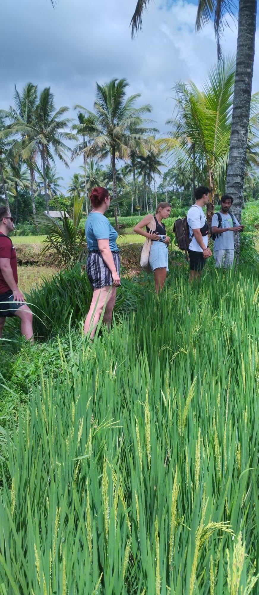 Rice Field Inn - Lombok Tetebatu Exteriér fotografie