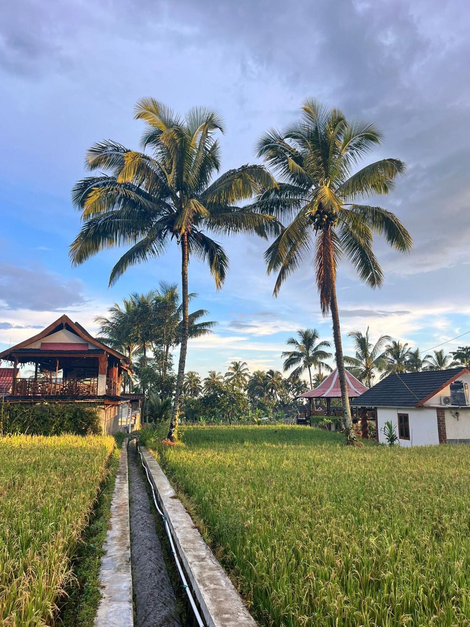 Rice Field Inn - Lombok Tetebatu Exteriér fotografie