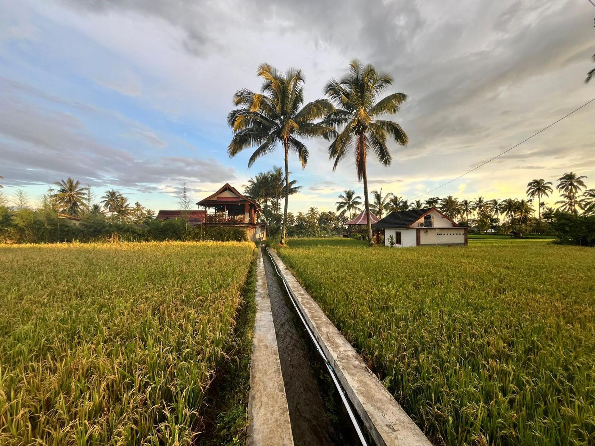 Rice Field Inn - Lombok Tetebatu Exteriér fotografie